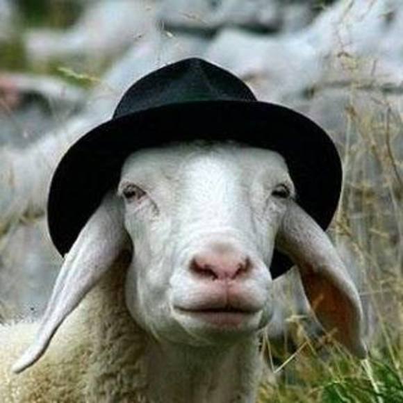 Meet your Posher, Suzanne - Picture 1 of 1